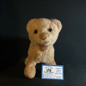Sumba lion cub