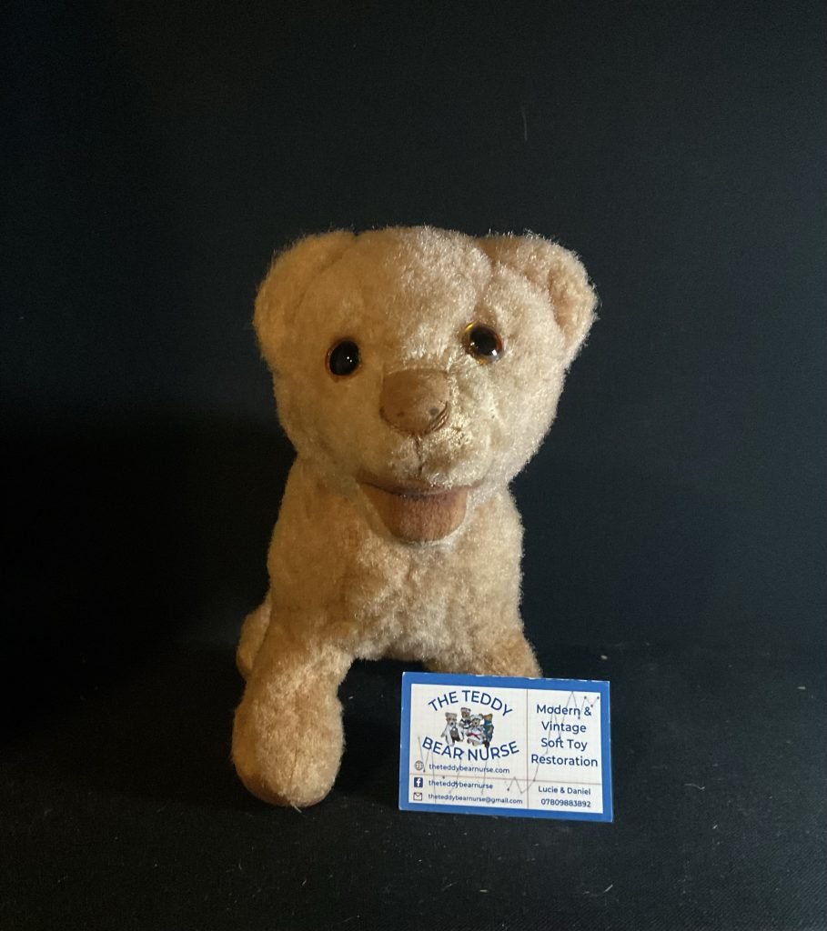 Sumba lion cub