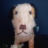 Roger vintage terrier - Image 3